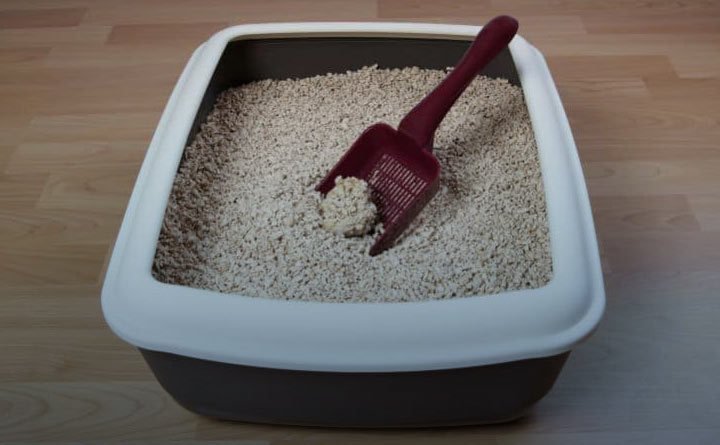 خاک گربه زیست محیطی