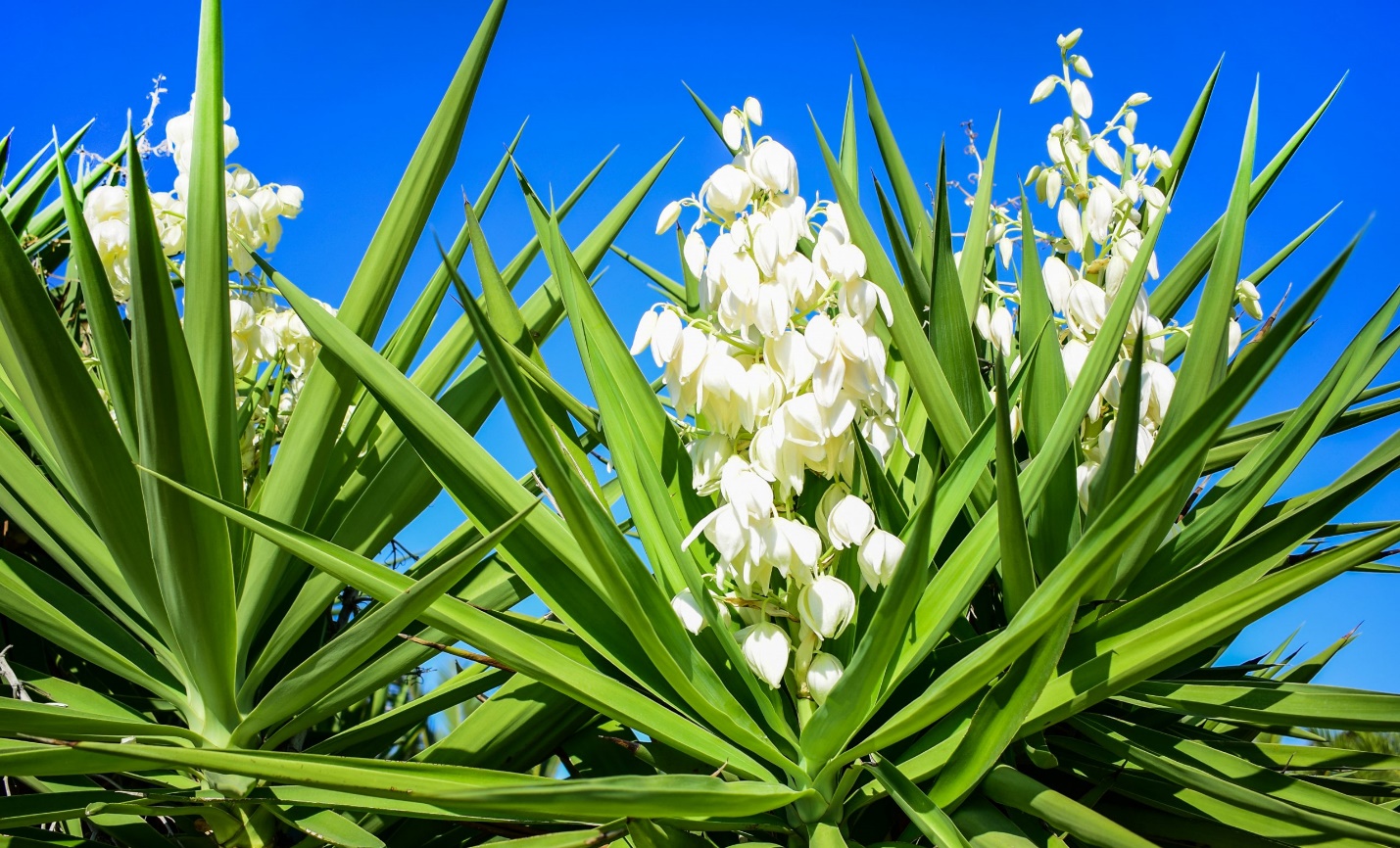 محبوب ترین گل های آپارتمانی