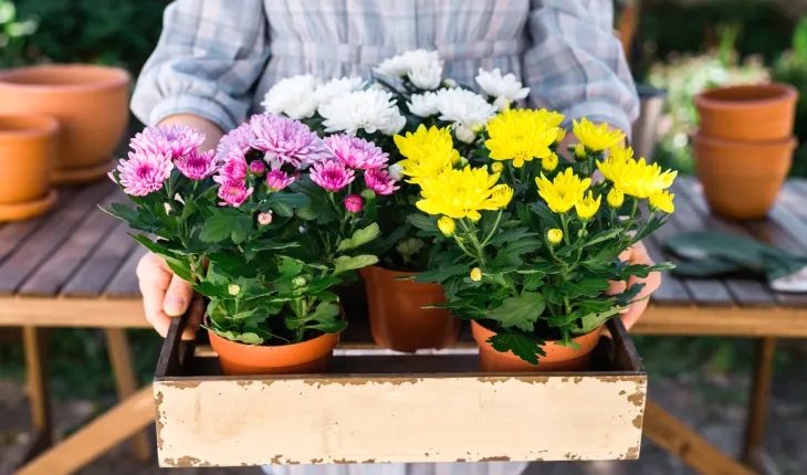 محبوب ترین گل های آپارتمانی