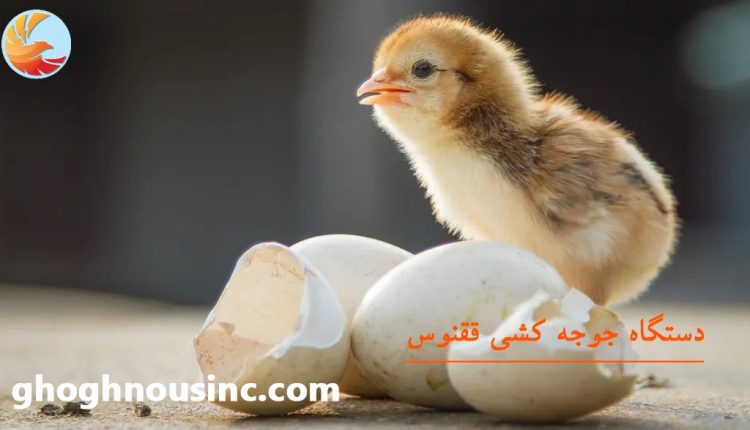 دستگاه جوجه کشی