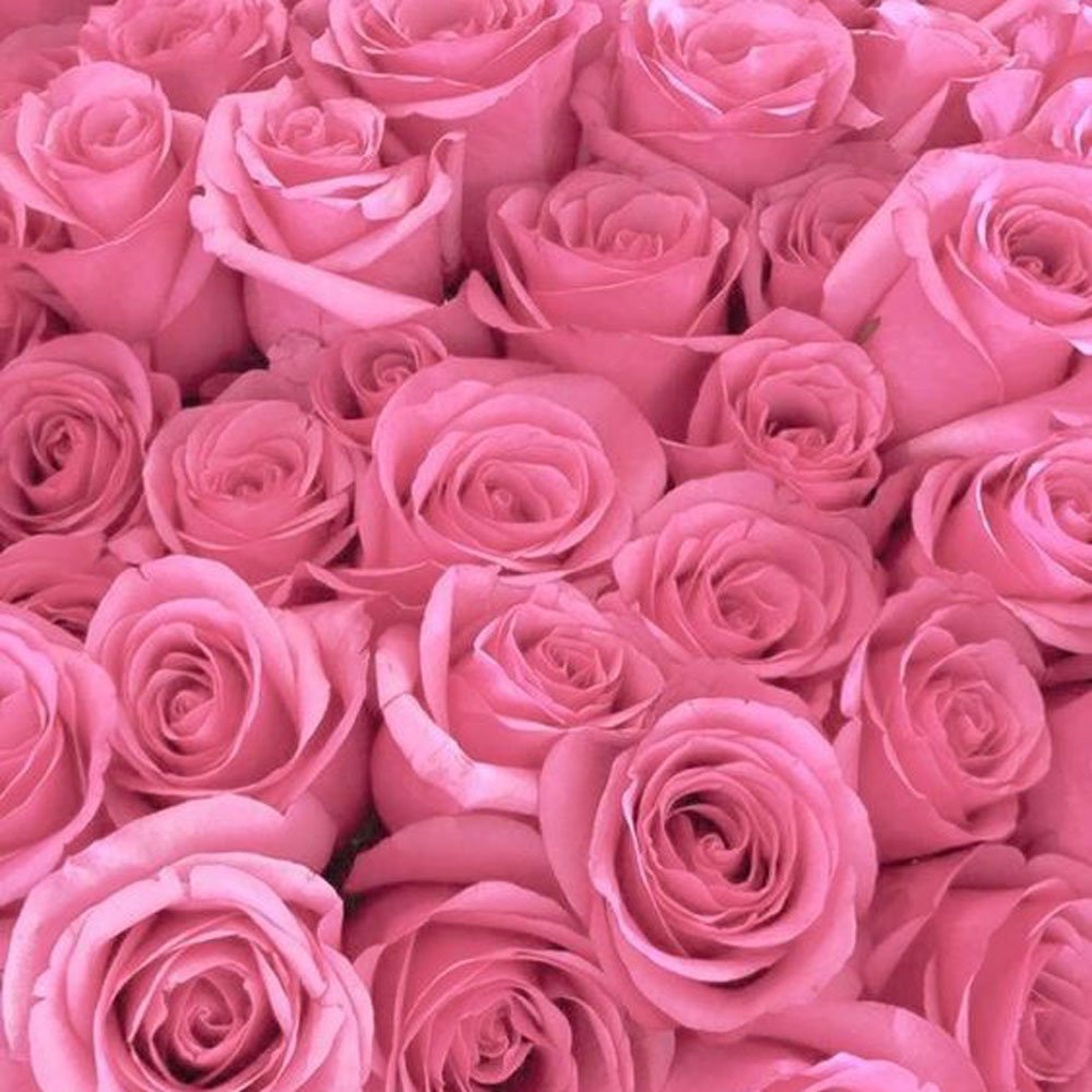 گل رز صورتی