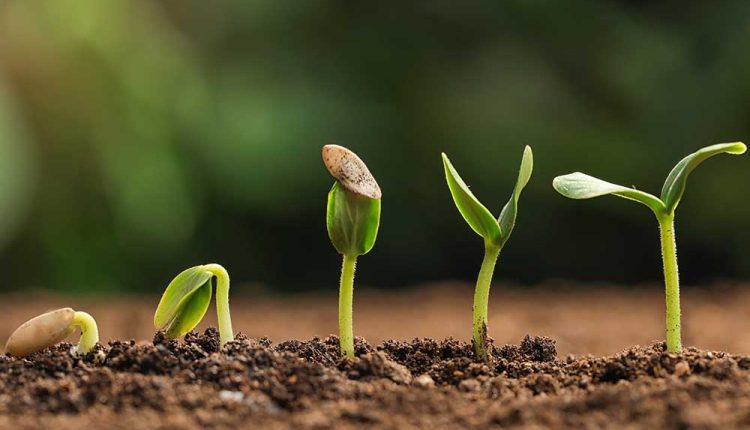 جوانه زنی بذر