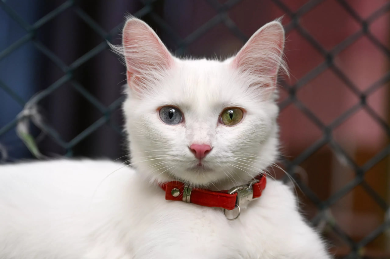 جاذبه‌های گردشگری وان