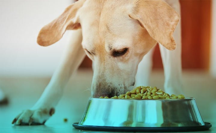 غذای خشک سگ