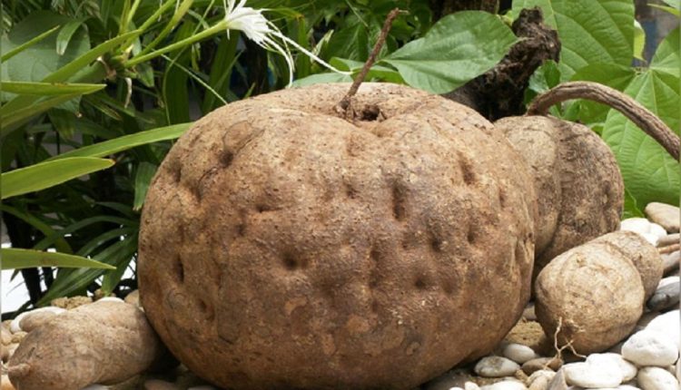 گیاه میریفیکا