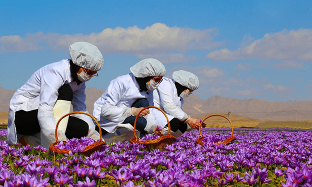 خرید زعفران از آجیلچه