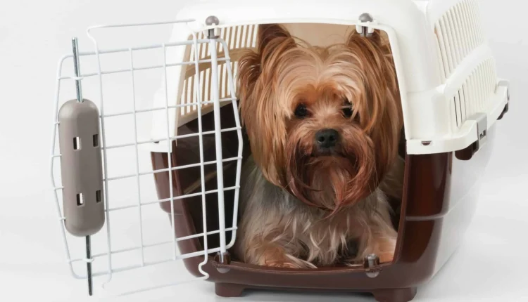 حمل و نقل حیوان زنده