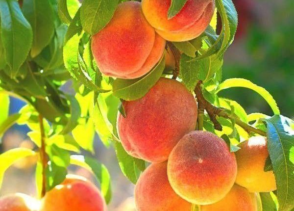 خرید نهال هلو