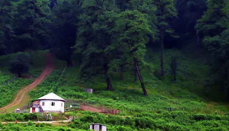 جنگل دالخانی