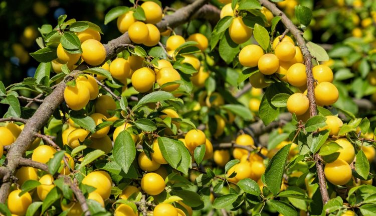 خرید نهال آلو