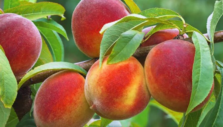 خرید نهال میوه