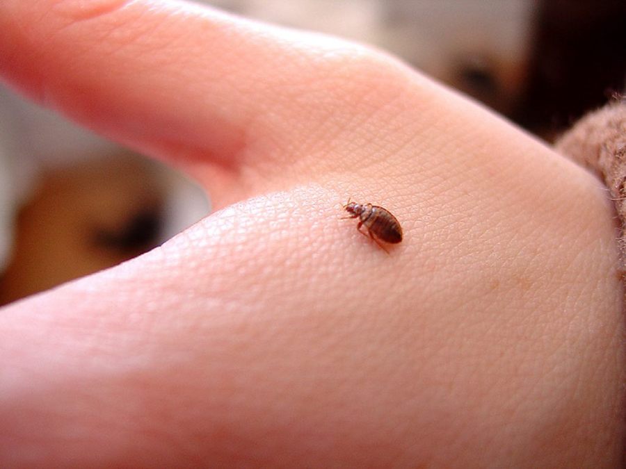 شکل و اندازه ساس Bedbugs
