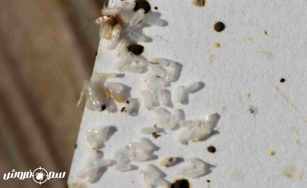 نمای نزدیک از تخم ساس